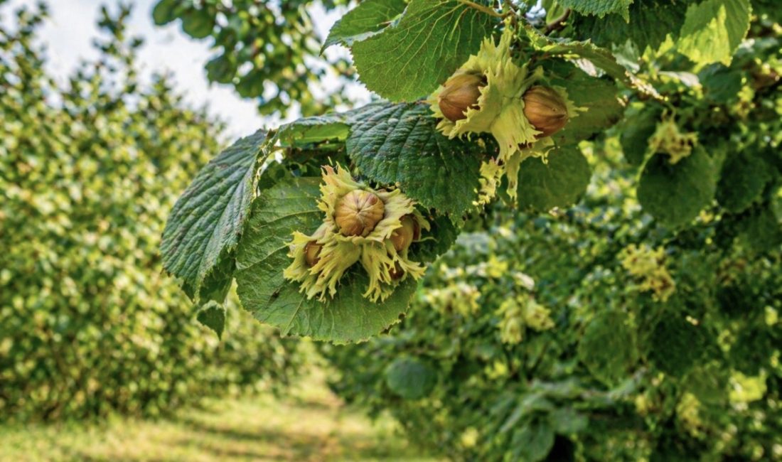 Kocaeli İzmit’te toplam 9 bin metrekareyi aşan iki ayrı fındık