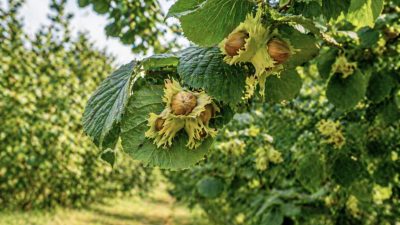 Kocaeli İzmit’te toplam 9 bin metrekareyi aşan iki ayrı fındık